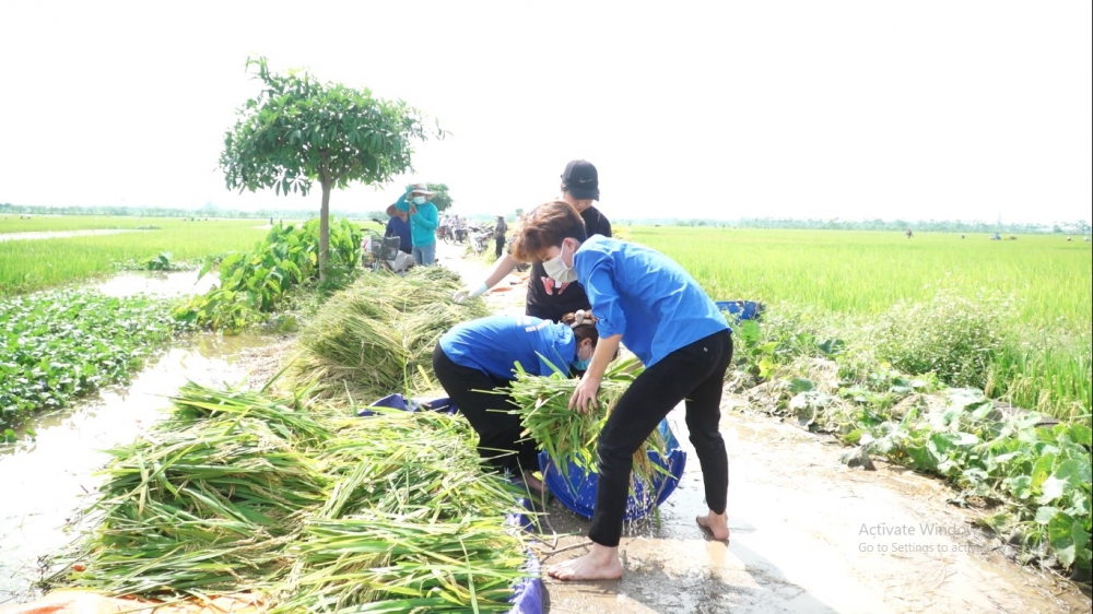 Huyện Yên Lạc (Vĩnh Phúc): Huy động lực lượng xuống đồng giúp dân thu hoạch lúa
