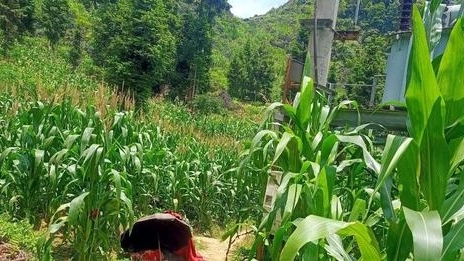 Hà Giang: Trèo lên cột điện bắt chim bị điện giật ngã tử vong