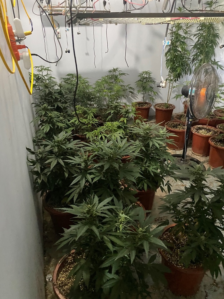 Số cây cần sa được phát hiện trồng trên tầng 2 của nhà đối tượng Dương Văn Việt