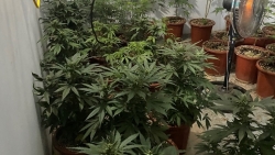 vinh phuc phat hien hang chuc cay can sa duoc trong tai nguoi dan