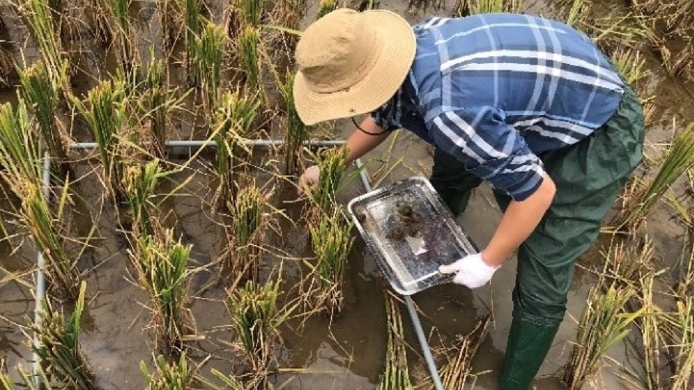 Chuẩn bị tổ chức Hội thảo Sinh vật ngoại lai tại tỉnh Vĩnh Phúc