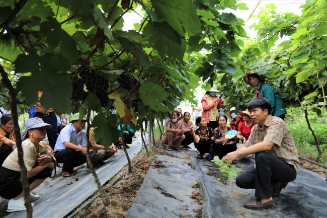 Vĩnh Phúc: Huyện Vĩnh Tường phát huy sức dân trong xây dựng Làng văn hóa kiểu mẫu