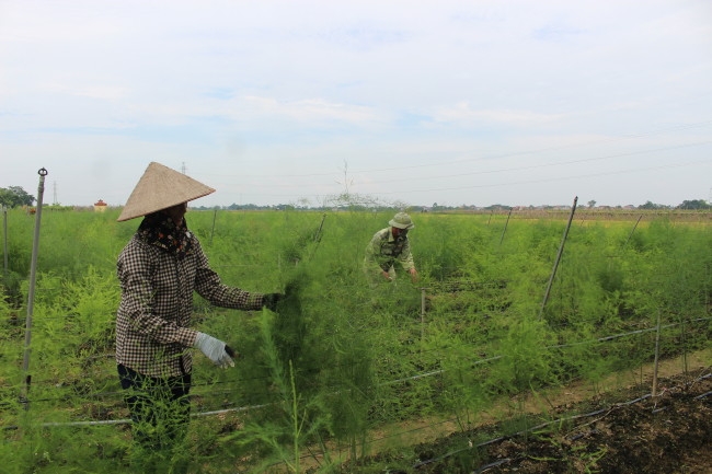 Thăm quan mô hình sản xuất măng tây xanh tại xã Kim Xá