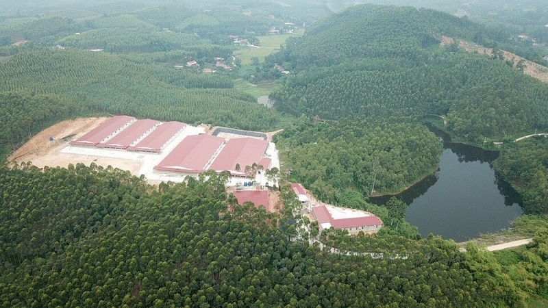 Sông Lô (Vĩnh Phúc): “Hô biến” hàng nghìn mét vuông đất rừng sản xuất thành Trang trại chăn nuôi lợn
