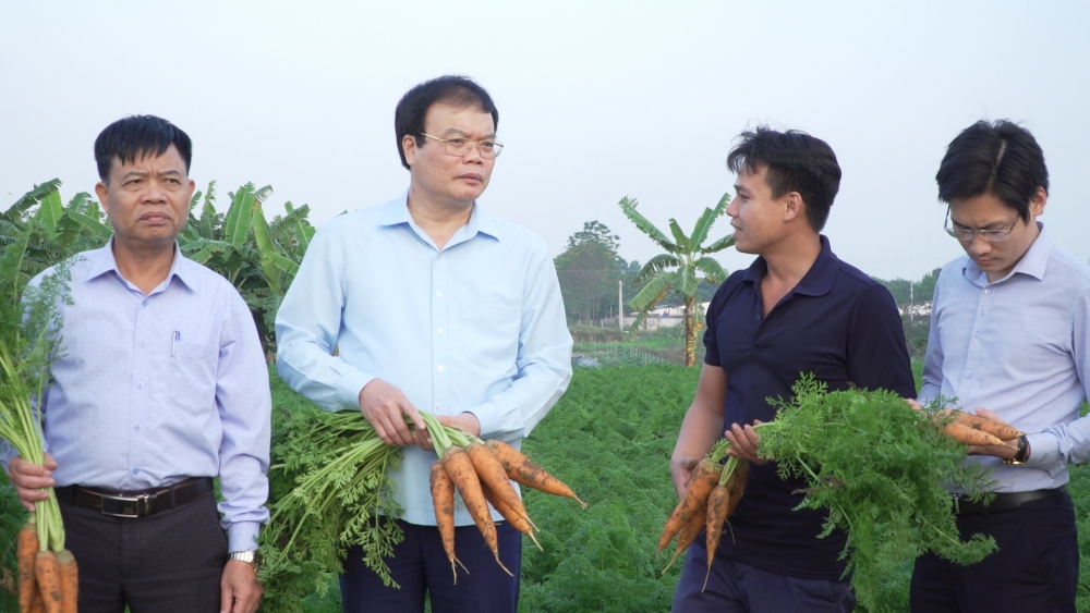 Lãnh đạo UBND huyện Yên Lạc tham quan, đánh giá mô hình trồng cà rốt ở xã Đại Tự 