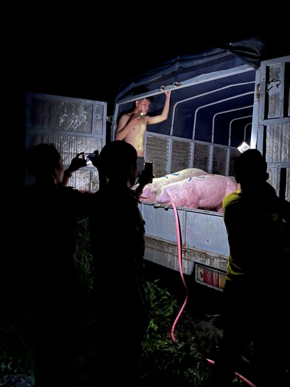 Tổ liên ngành tỉnh Kiên Giang bắt quả tang 2 đối tượng đang bơm nước vào đàn heo trước khi đưa đi mổ