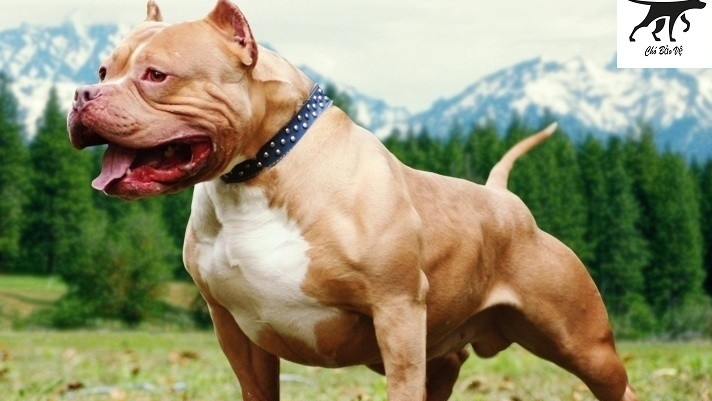 Đà Nẵng: Do mâu thuẫn, chủ thả chó cắn đối phương để trả thù