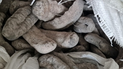 Hải Phòng: Khởi tố vụ buôn lậu hơn 2 tấn hải sâm vú đen liên quan đến Công ty An Hưng