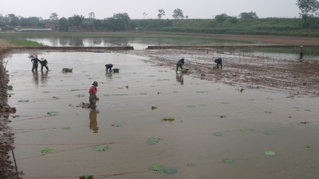 Vĩnh Phúc: Ứng dụng khoa học và công nghệ trong xây dựng "Làng văn hóa kiểu mẫu"