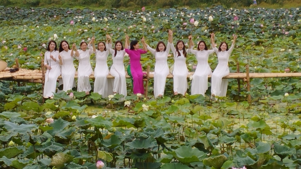 Vĩnh Phúc: Cánh đồng sen ở làng văn hóa kiểu mẫu thu hút khách tham quan