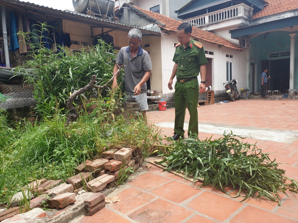 gia đình ông Nguyễn Văn Khánh, sinh năm 1970, ở thôn Rừng - xã Thanh Trù - TP. Vĩnh Yên  có trồng cây nghi là cần sa tại khu đất của gia đình. 