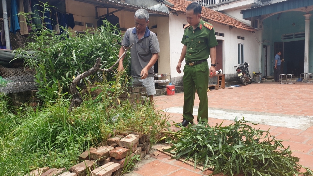 Vĩnh Phúc: Phát hiện nhà dân trồng cây cần sa