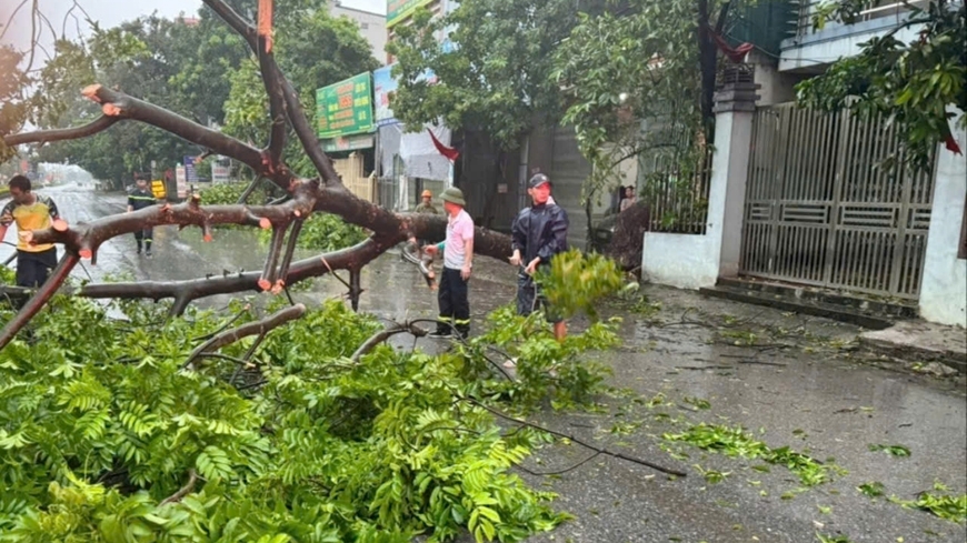 Huyện Bình Xuyên cơ bản khắc phục xong tình trạng cây bị đổ gãy do bão