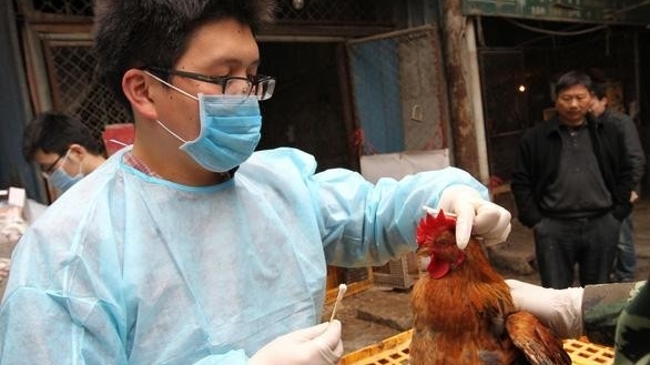 Phú Thọ: Thông tin về diễn biến sức khỏe của bé gái 4 tuổi nhiễm cúm A/H5