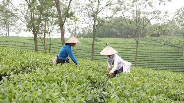 Phú Thọ: Công ty TNHH Một thành viên Chè Phú Bền bị xử phạt gần 250 triệu đồng