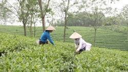 Phú Thọ: Công ty TNHH Một thành viên Chè Phú Bền bị xử phạt gần 250 triệu đồng