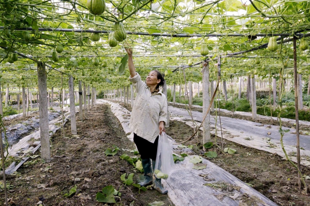 Phú Thọ: Thúc đẩy phát triển nông nghiệp công nghệ cao Phú Thọ: Thúc đẩy phát triển nông nghiệp công nghệ cao
