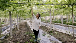 phu tho thuc day phat trien nong nghiep cong nghe cao