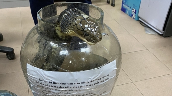 Phú Thọ: Phát hiện, bắt giữ đối tượng vận chuyển rắn hổ chúa mang đi bán