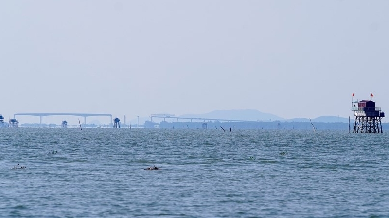 Hải Phòng: Cưỡng chế các hộ nuôi ngao không phép tại huyện Tiên Lãng