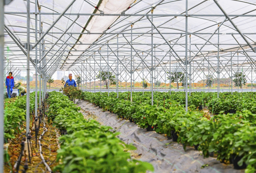 Các mô hình sản xuất nông nghiệp theo hướng hữu cơ của nông dân Phú Thọ giúp nâng cao chất lượng. giá trị sản phẩm và góp phần bảo vệ môi trường nông thôn.