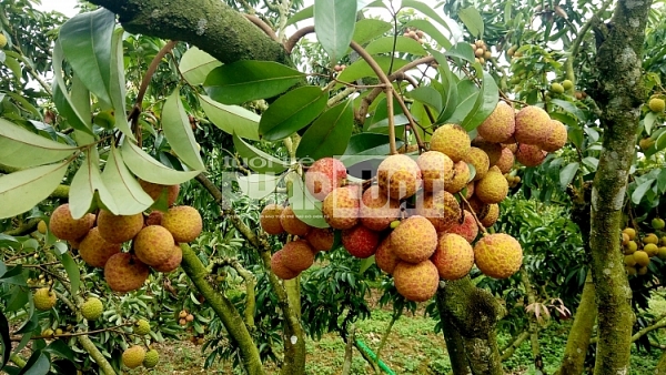 gan 50 ha vai thieu bac giang duoc cap ma vung du dieu kien xuat khau sang nhat ban