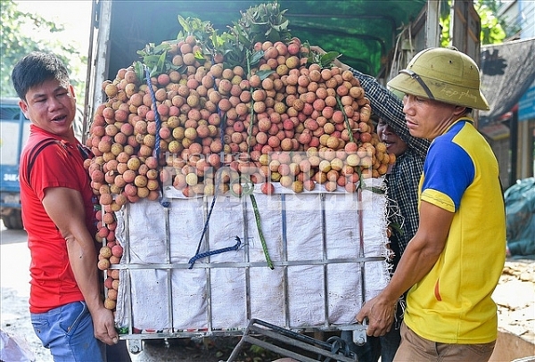 gan 50 ha vai thieu bac giang duoc cap ma vung du dieu kien xuat khau sang nhat ban