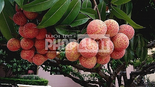 gan 50 ha vai thieu bac giang duoc cap ma vung du dieu kien xuat khau sang nhat ban