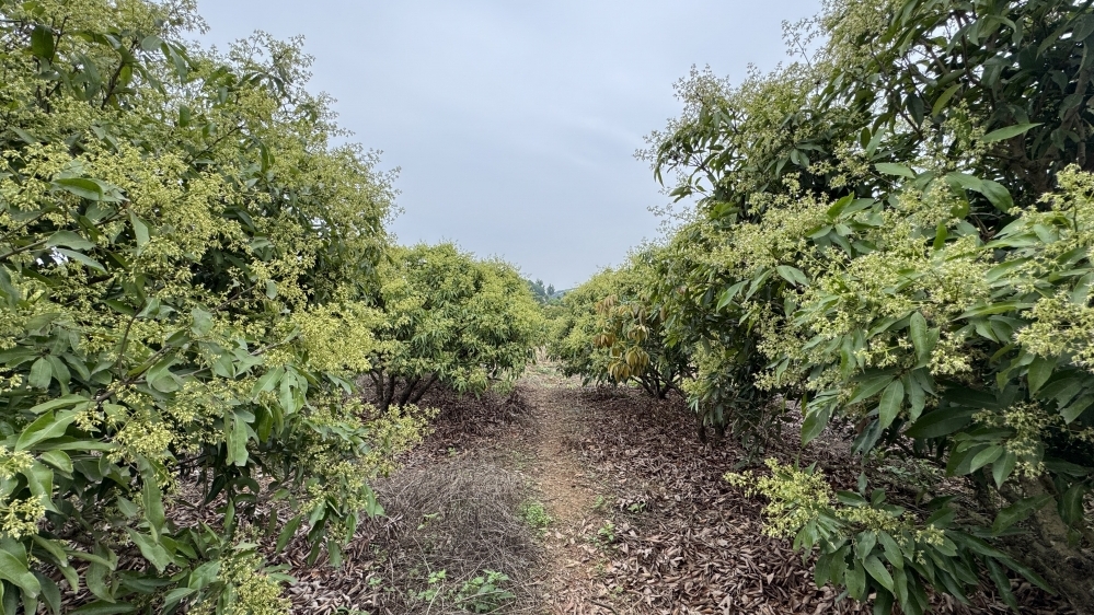 Sản lượng vải thiều của Bắc Giang năm 2025 khoảng 165.000 tấn