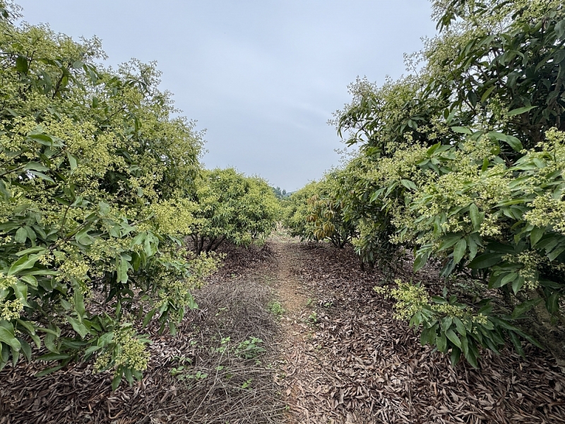 Bắc Giang: Tổng giá trị sản xuất các ngành của thị xã Chũ gần 1.200 tỷ đồng