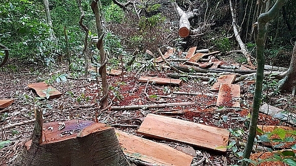 Ngăn chặn tình trạng phá rừng tại Bắc Giang