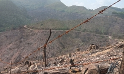Bắc Giang: Công an vào cuộc làm rõ vụ phá 10,3ha rừng tự nhiên ở Lục Nam