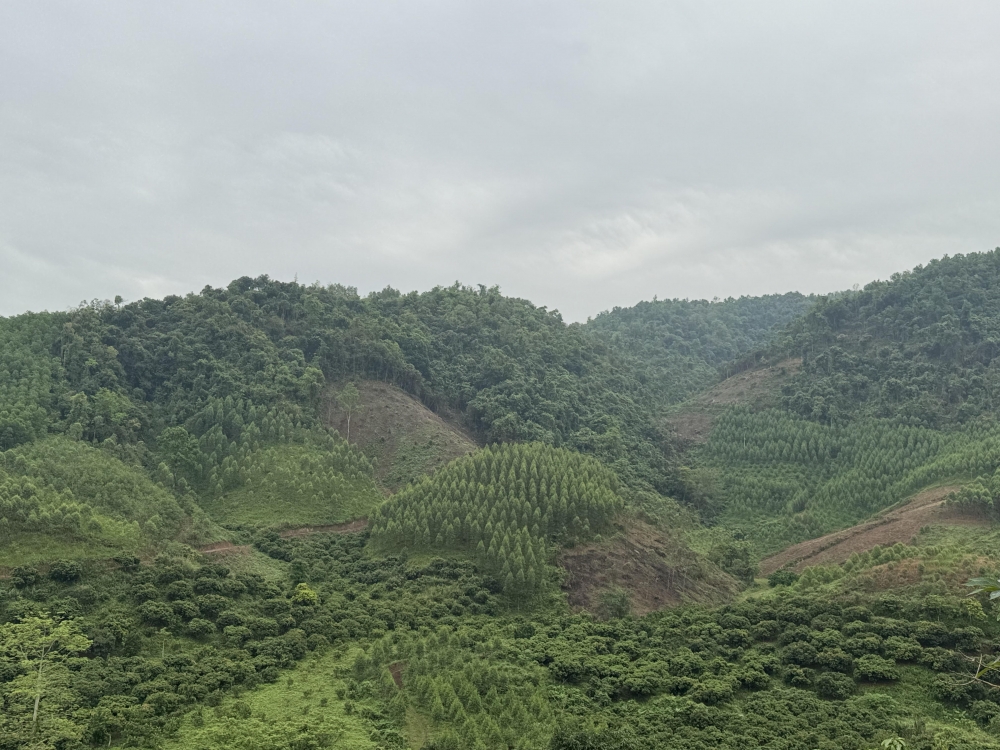 Bắc Giang chi gần 2,5 tỷ đồng để trồng, chăm sóc rừng phòng hộ, đặc dụng