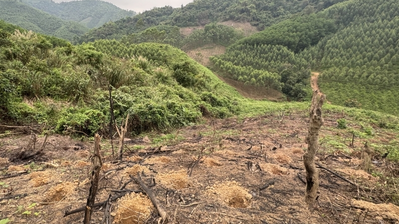 Diện tích rừng của Bắc Giang năm 2024 giảm khoảng 4.023ha