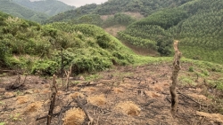 Diện tích rừng của Bắc Giang năm 2024 giảm khoảng 4.023ha