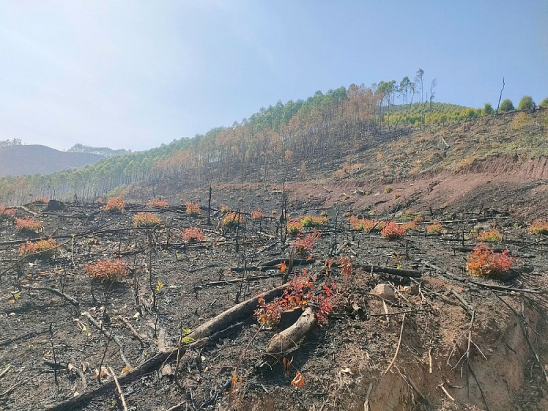 Bắc Giang chỉ đạo chấn chỉnh vi phạm của doanh nghiệp có vốn Nhà nước