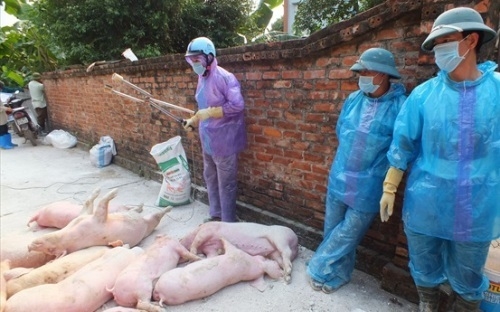 Bắc Giang: Hệ lụy khi khai tử chức danh cán bộ khuyến nông, thú y cấp cơ sở  
