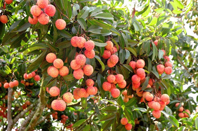 Nông dân Bắc Giang vui mừng vì vải sớm được thu mua giá cao