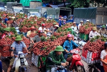 Lục Ngạn - Bắc Giang: Sẵn sàng chào đón tiểu thương đến thu mua vải thiều