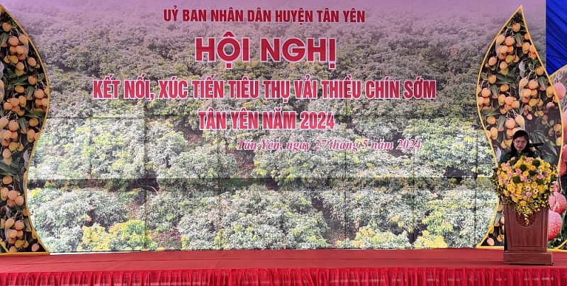 Bắc Giang: Kết nối tiêu thụ vải thiều chín sớm Tân Yên