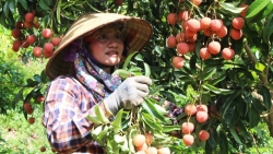 Công ty CP đồ hộp Hạ Long muốn mở nhà máy chế biến quả vải thiều Bắc Giang