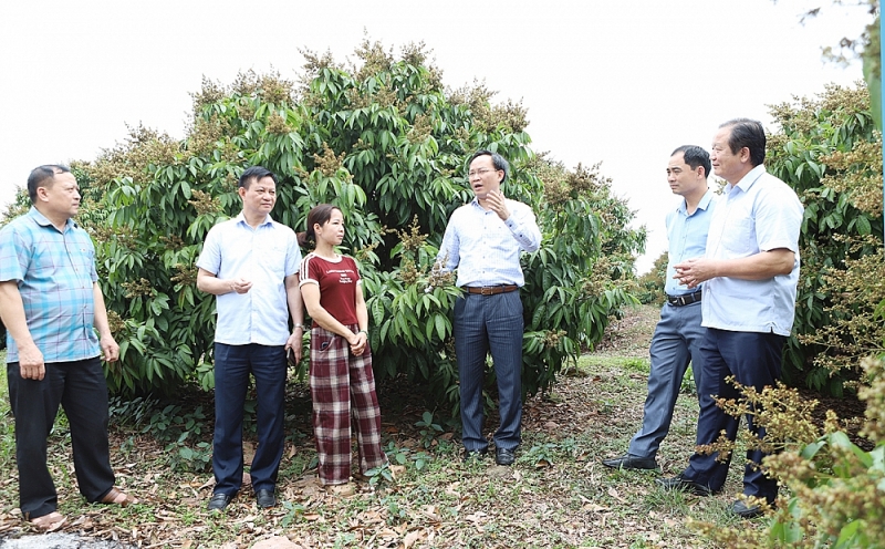 Công ty CP đồ hộp Hạ Long muốn mở nhà máy chế biến quả vải thiều Bắc Giang