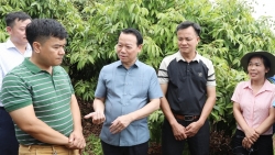 Tạo mọi thuận lợi để tiêu thụ vải thiều Bắc Giang