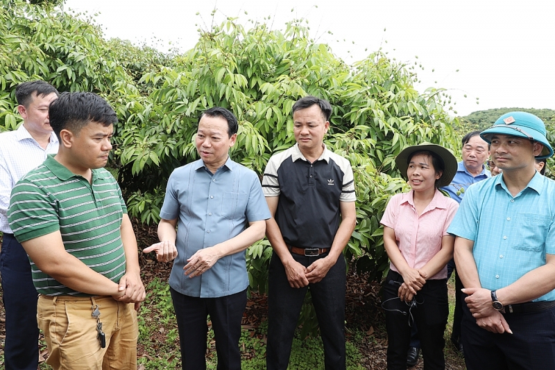 Tạo mọi thuận lợi để tiêu thụ vải thiều Bắc Giang Tạo mọi thuận lợi để tiêu thụ vải thiều Bắc Giang