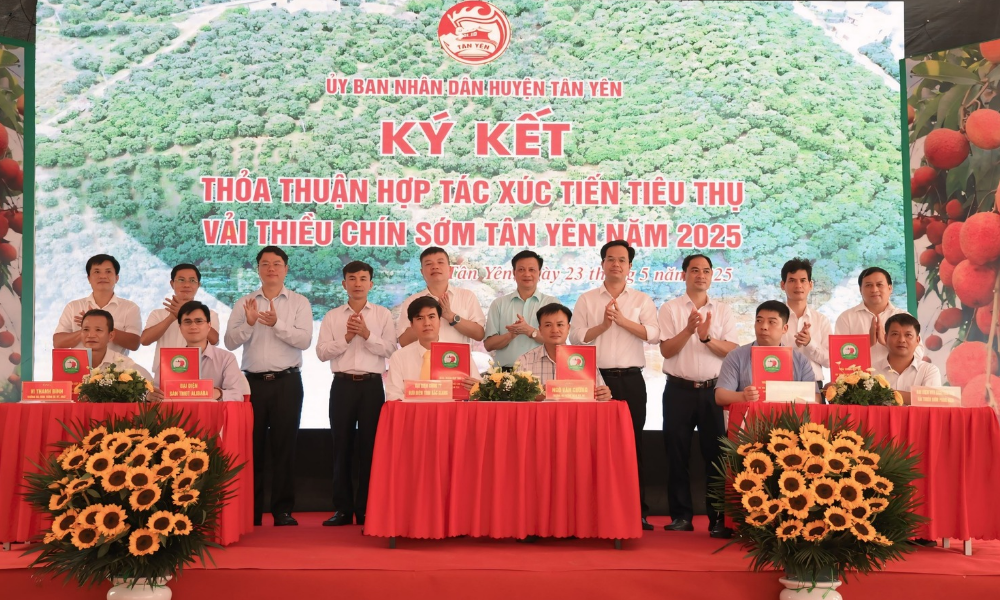 Bắc Giang: Huyện Tân Yên xúc tiến tiêu thụ vải thiều chín sớm