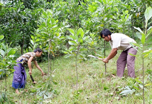 Hỗ trợ lương thực cho đồng bào thiểu số khi trồng rừng tại Bắc Giang