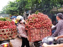 Bắc Giang phá kỷ lục doanh thu từ vụ vải thiều năm 2019