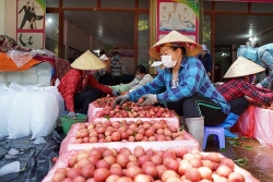 bac giang huyen luc ngan da tieu thu duoc 12302 tan vai thieu
