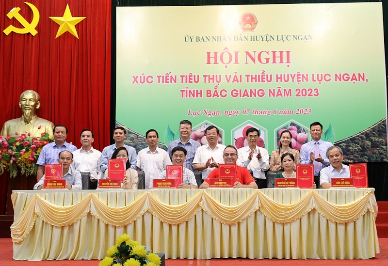 Bắc Giang: Có 204 thương nhân Trung Quốc đến Lục Ngạn để thu mua vải thiều