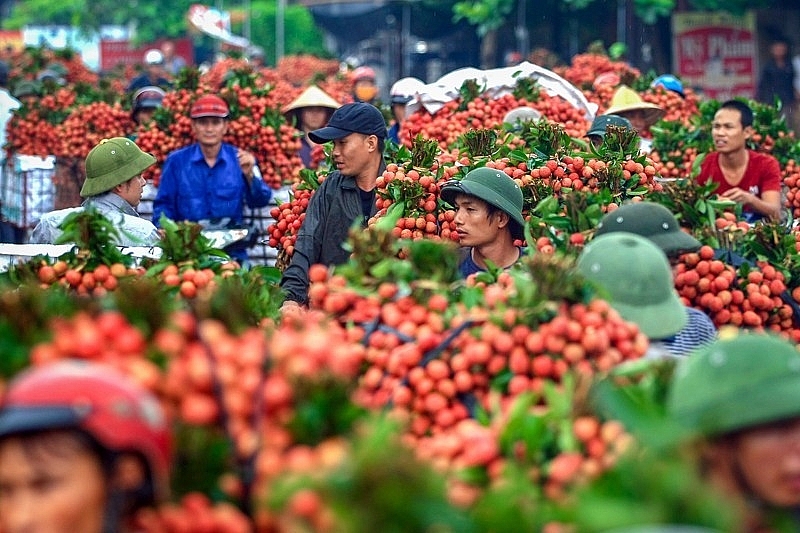 Bắc Giang: Có 204 thương nhân Trung Quốc đến Lục Ngạn để thu mua vải thiều